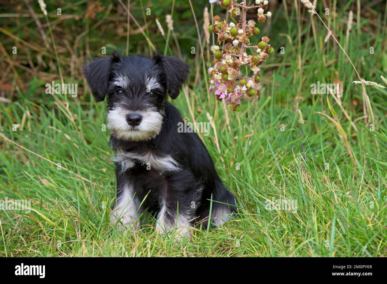 Dog - Mini Schnauzer puppy Stock Photo