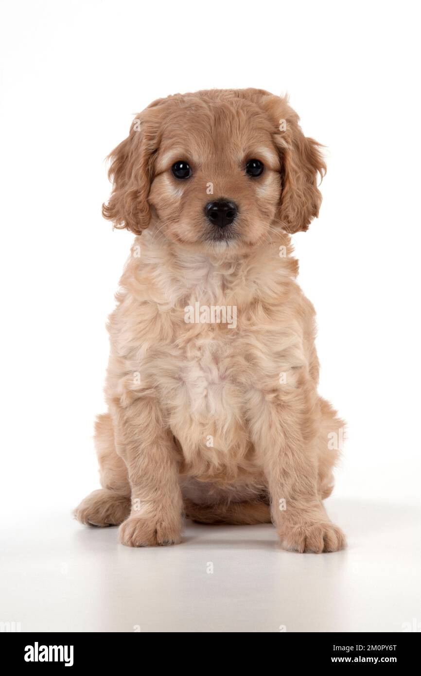 Dog  Cavapoo puppy ( 7 wks old ) on white background Stock Photo