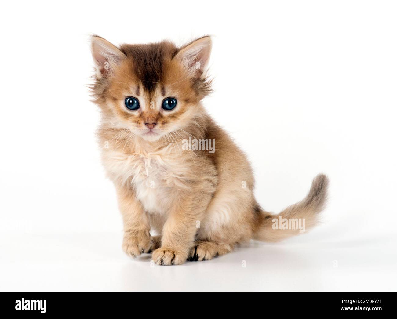 Somali Fluffy Cat 2ドル銀貨 closeup-of-an-angry-looking-
