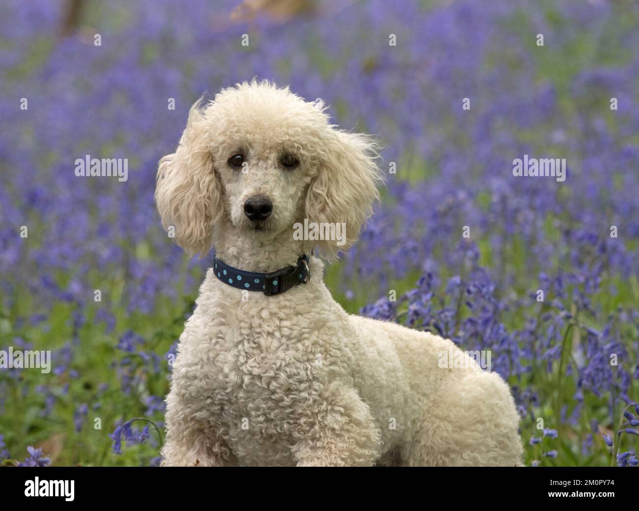 Dog Labradoodle Stock Photo