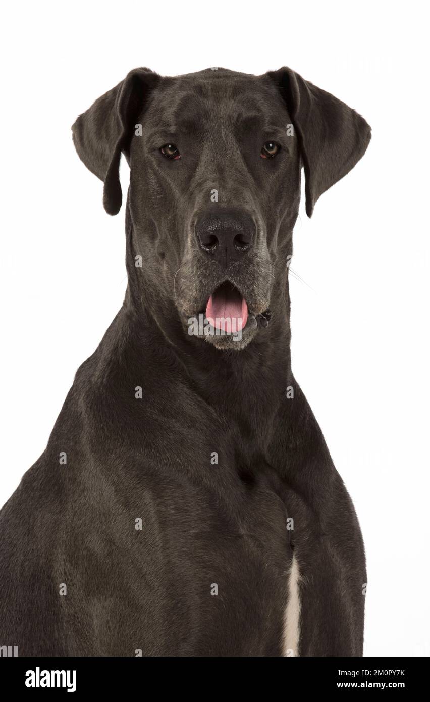 Dog Great Dane mouth open Stock Photo