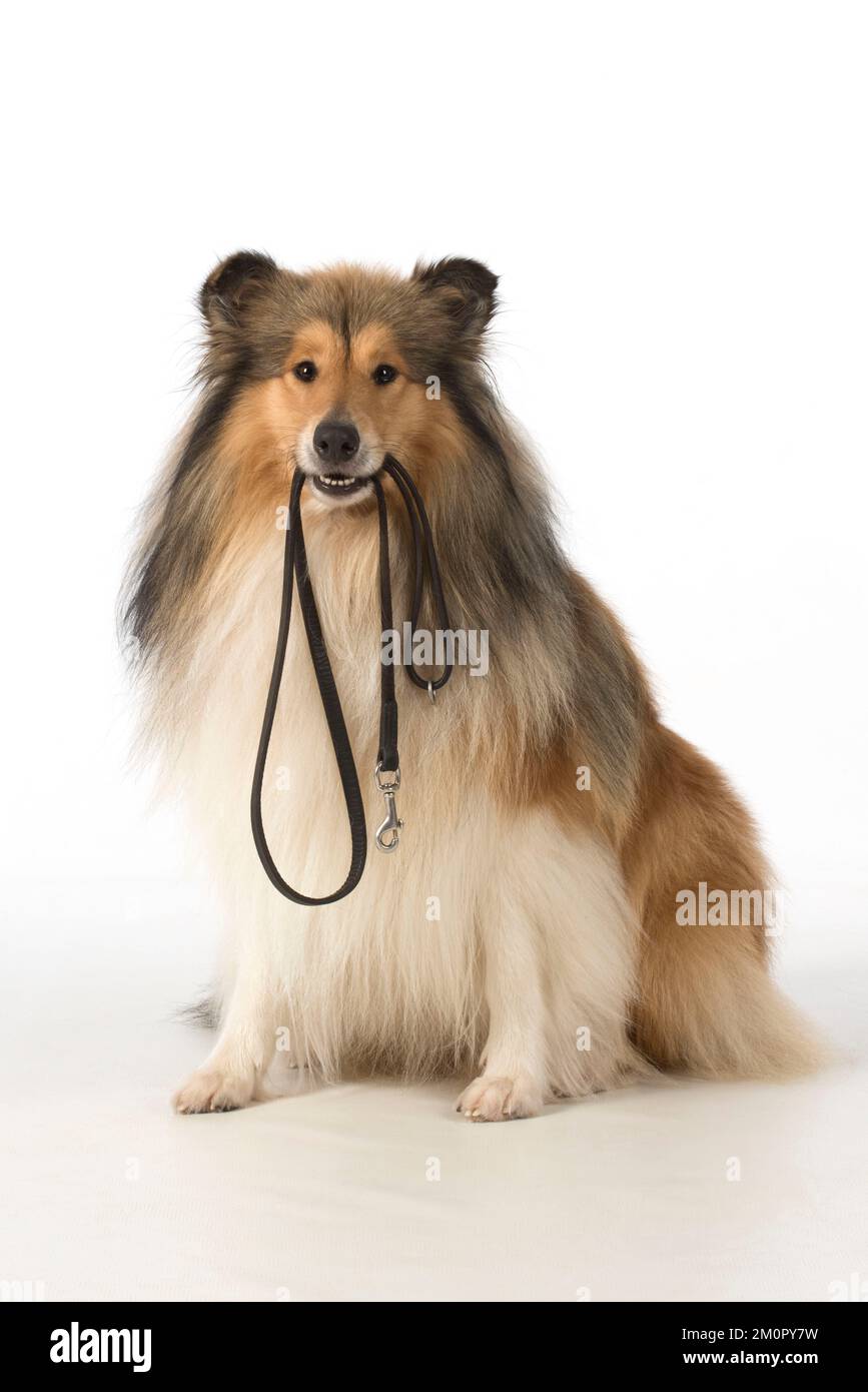Dog Rough Collie Stock Photo
