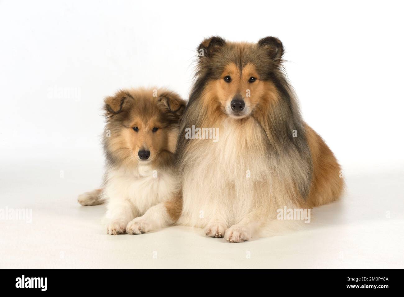 Dog Rough Collie adult & puppy Stock Photo