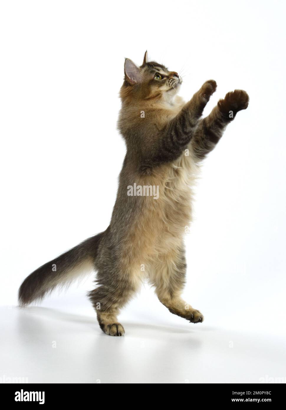 CAT Tiffanie cat jumping and dancing Stock Photo