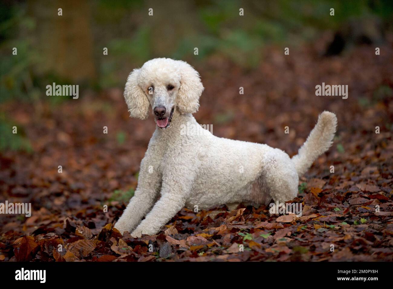 Dog Goldendoodle in woodland autumn Stock Photo