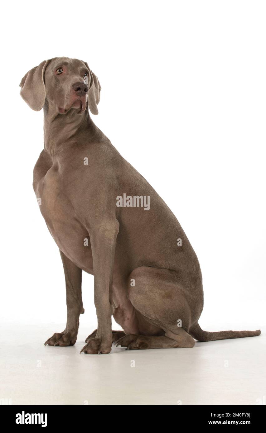 weimaraner-hi-res-stock-photography-and-images-alamy