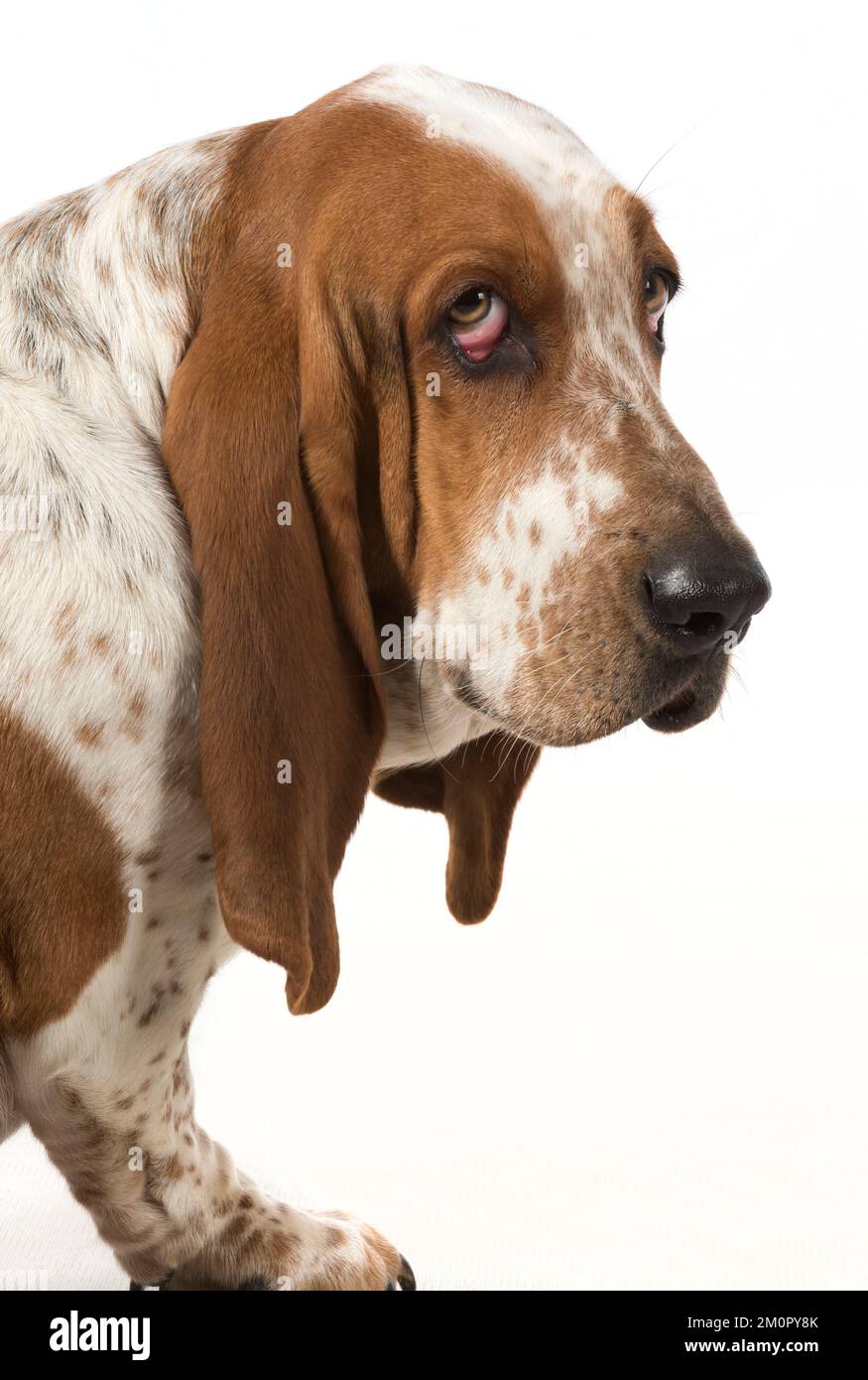 Dog Basset Hound Stock Photo