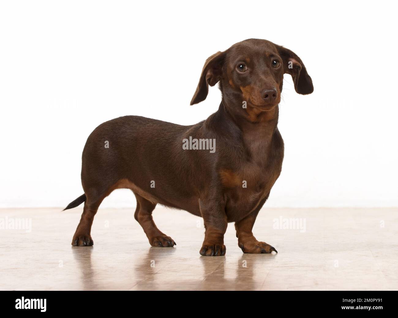 Dog Smooth-haired Dachshund Stock Photo