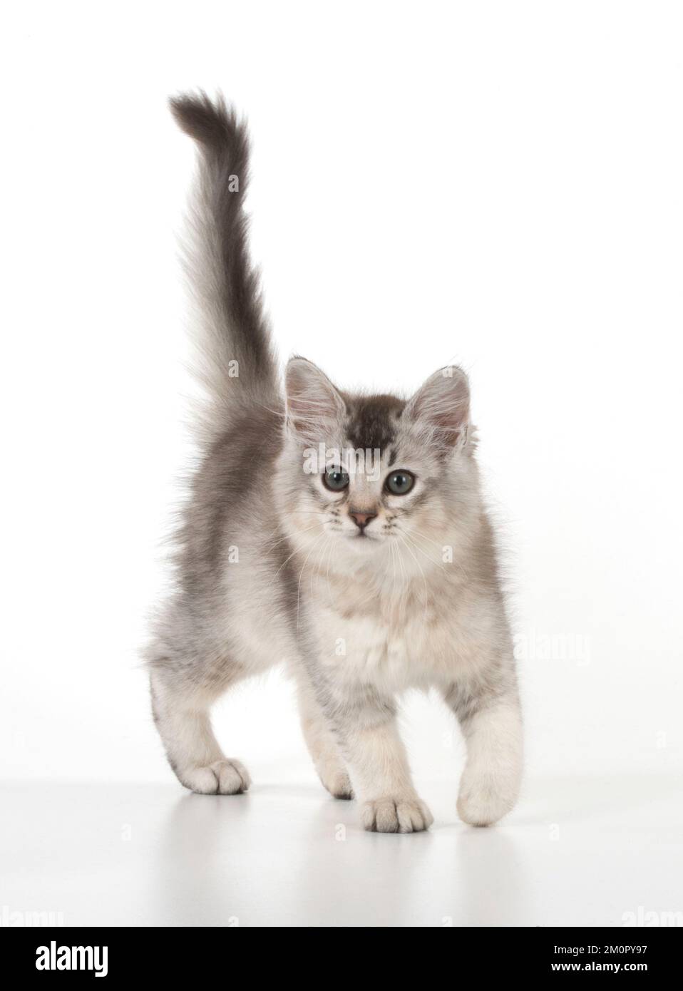 Pet animal hi-res stock photography and images - Alamy