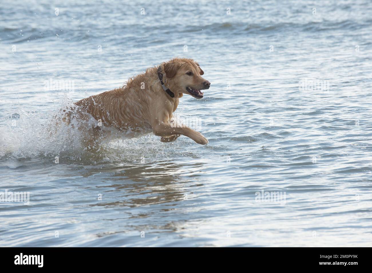 Dog Golden Retriever running in the sea Stock Photo