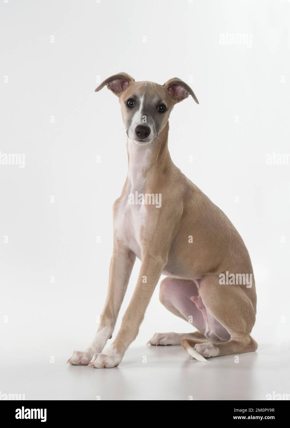 Dog Whippet Stock Photo