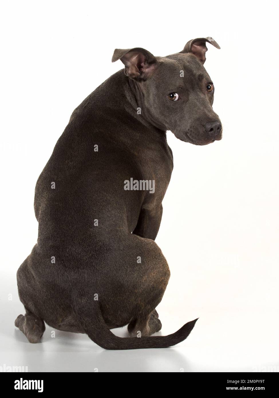 Dog Staffordshire Bull Terrier Stock Photo