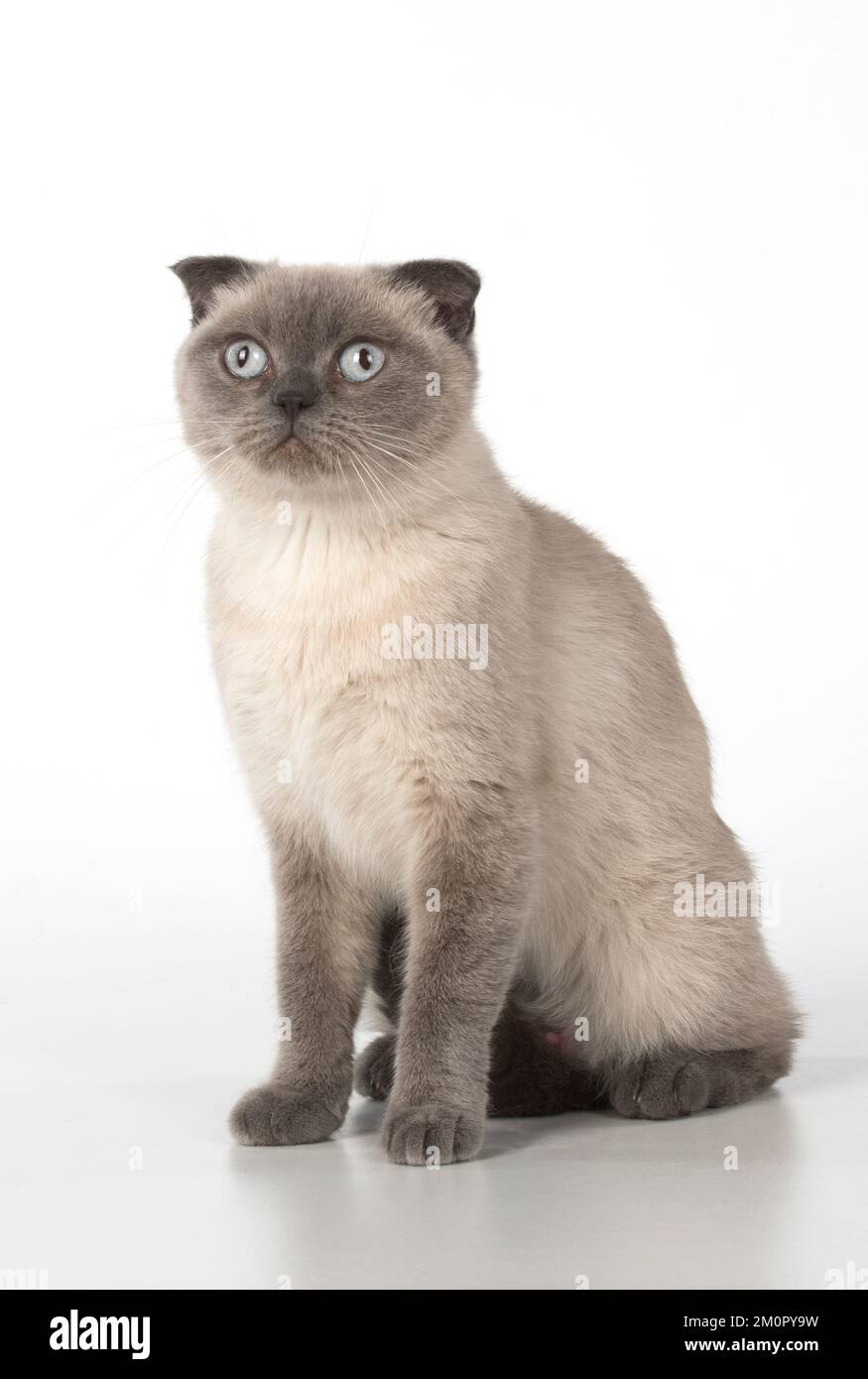 Cat Scottish Fold Stock Photo