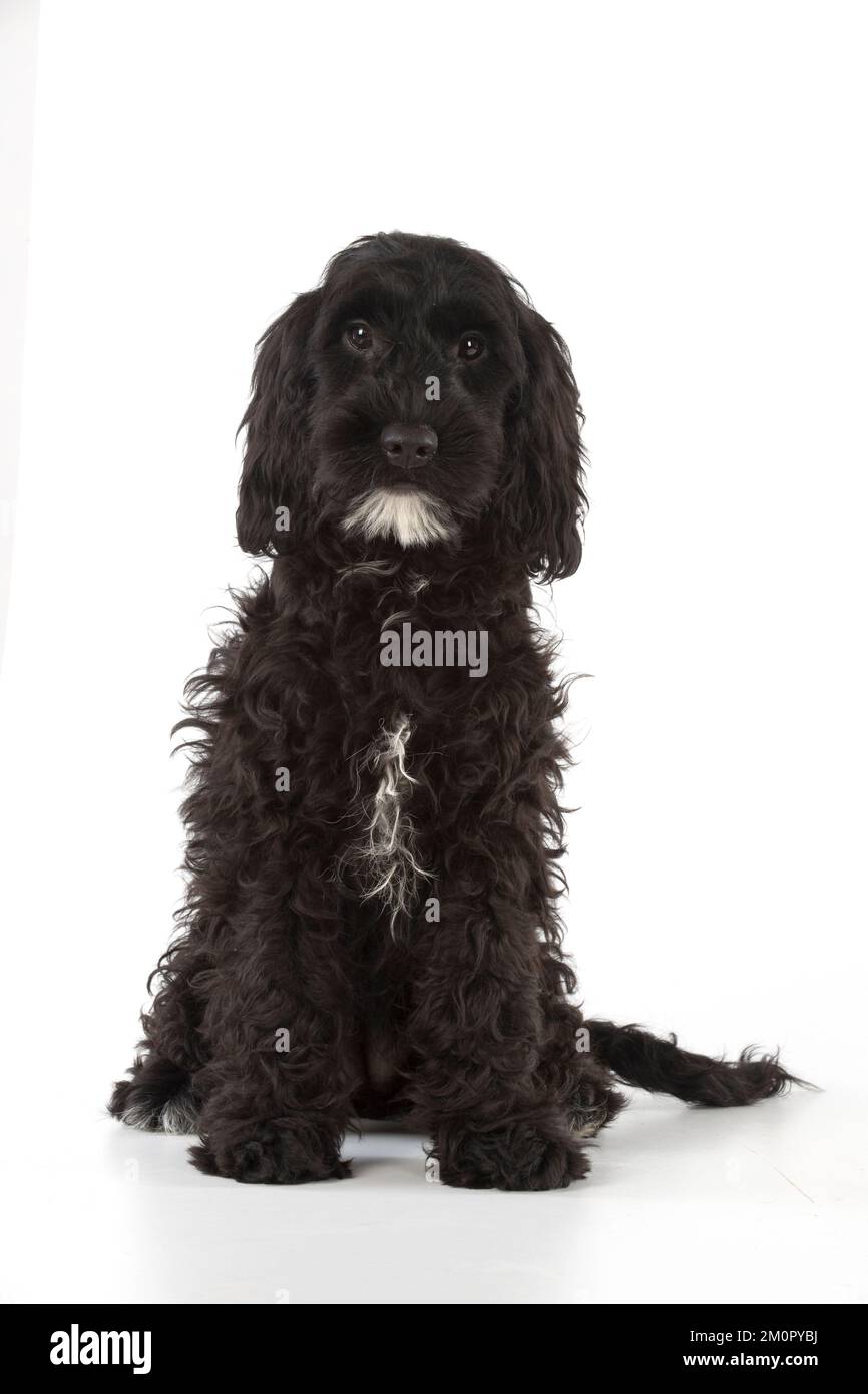 Cockerpoos hi-res stock photography and images - Alamy