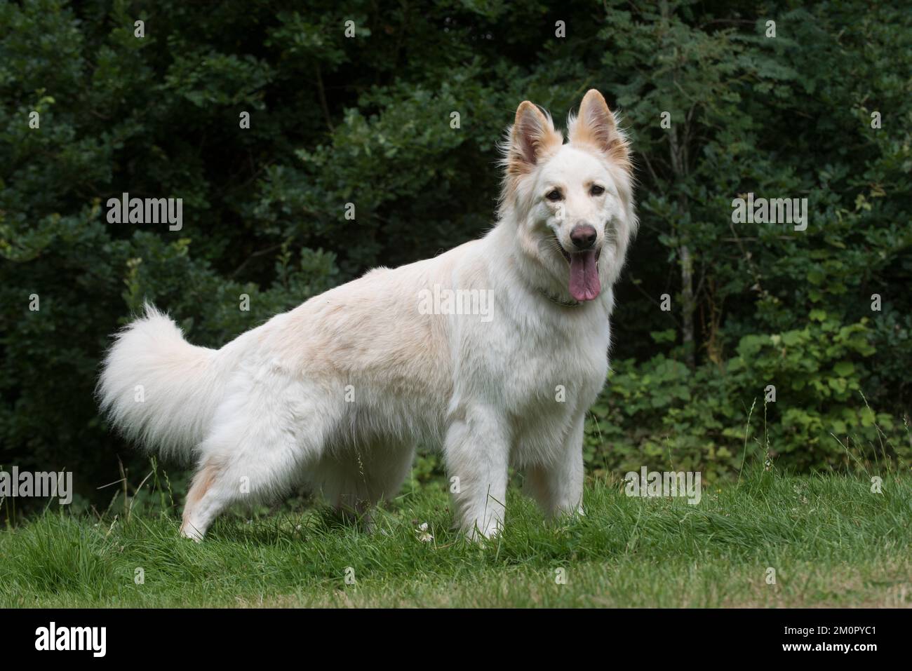 Long haired white german shepherd sales