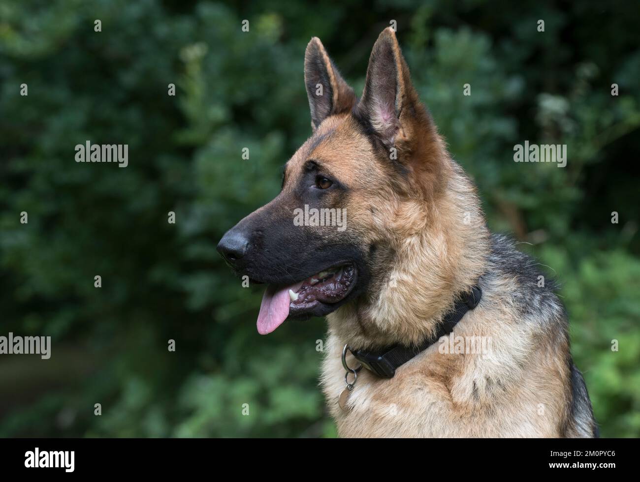 Dog German Shepherd (sable) Stock Photo
