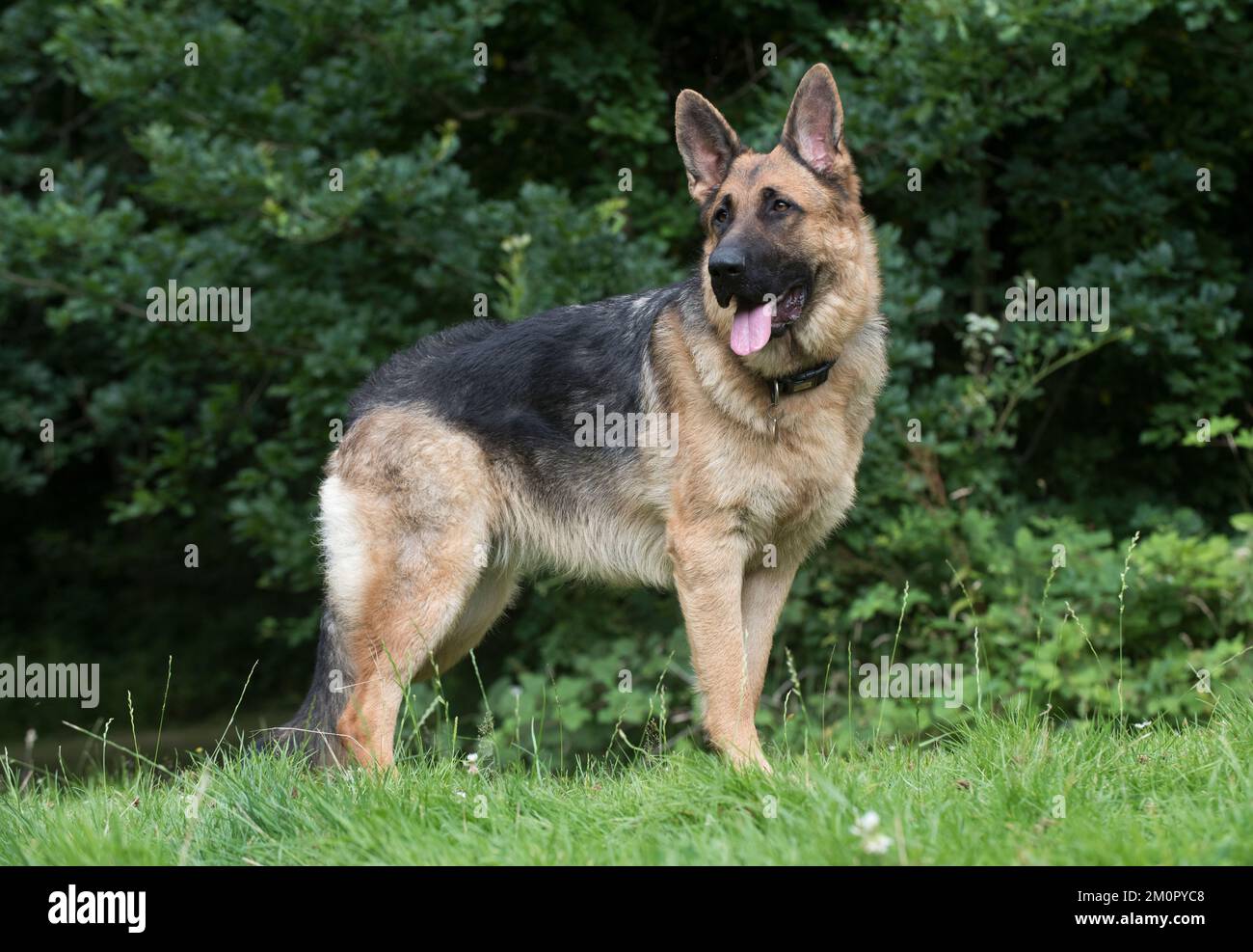 Dog German Shepherd (sable) Stock Photo