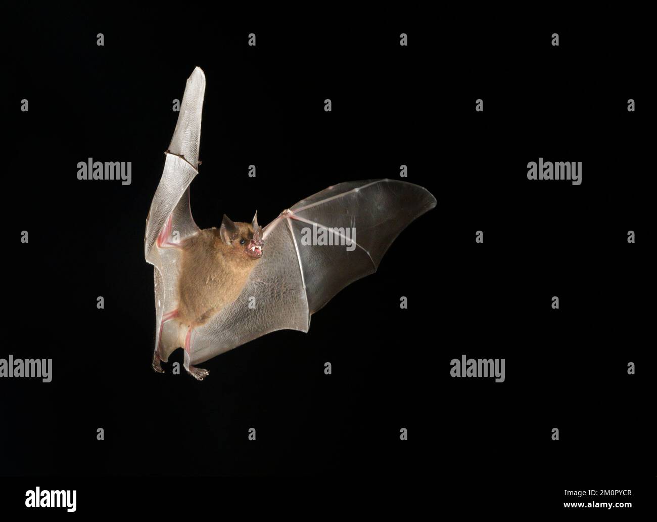 Seba's short-tailed bat (Carollia perspicillata) flying at night, Osa Peninsula, Puntarenas, Costa Rica. Stock Photo