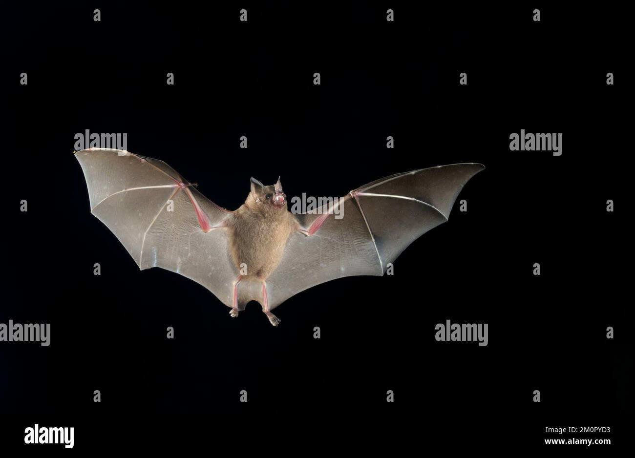 Seba's short-tailed bat (Carollia perspicillata) flying at night, Puntarenas, Osa Peninsula, Costa Rica. Stock Photo