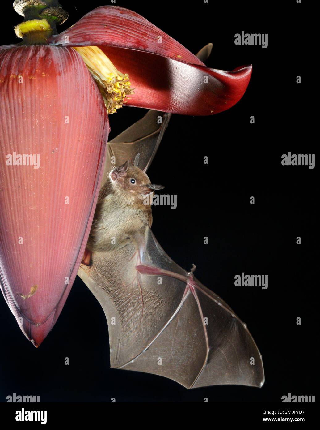 Pale spear-nosed bat (Phyllostomus discolor) feeding on Banana flower, Osa Peninsula, Puntarenas, Costa Rica. Stock Photo