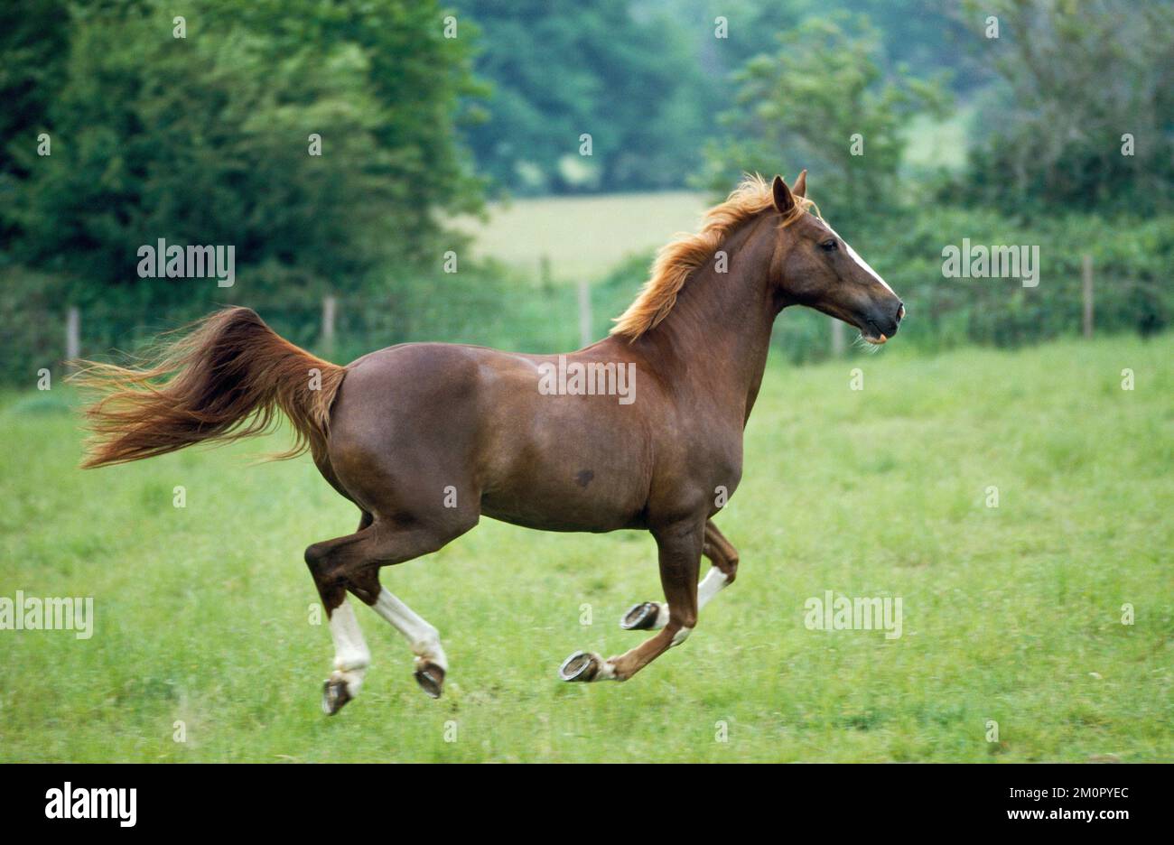 Thoroughbred x Arab Horse - galloping Stock Photo