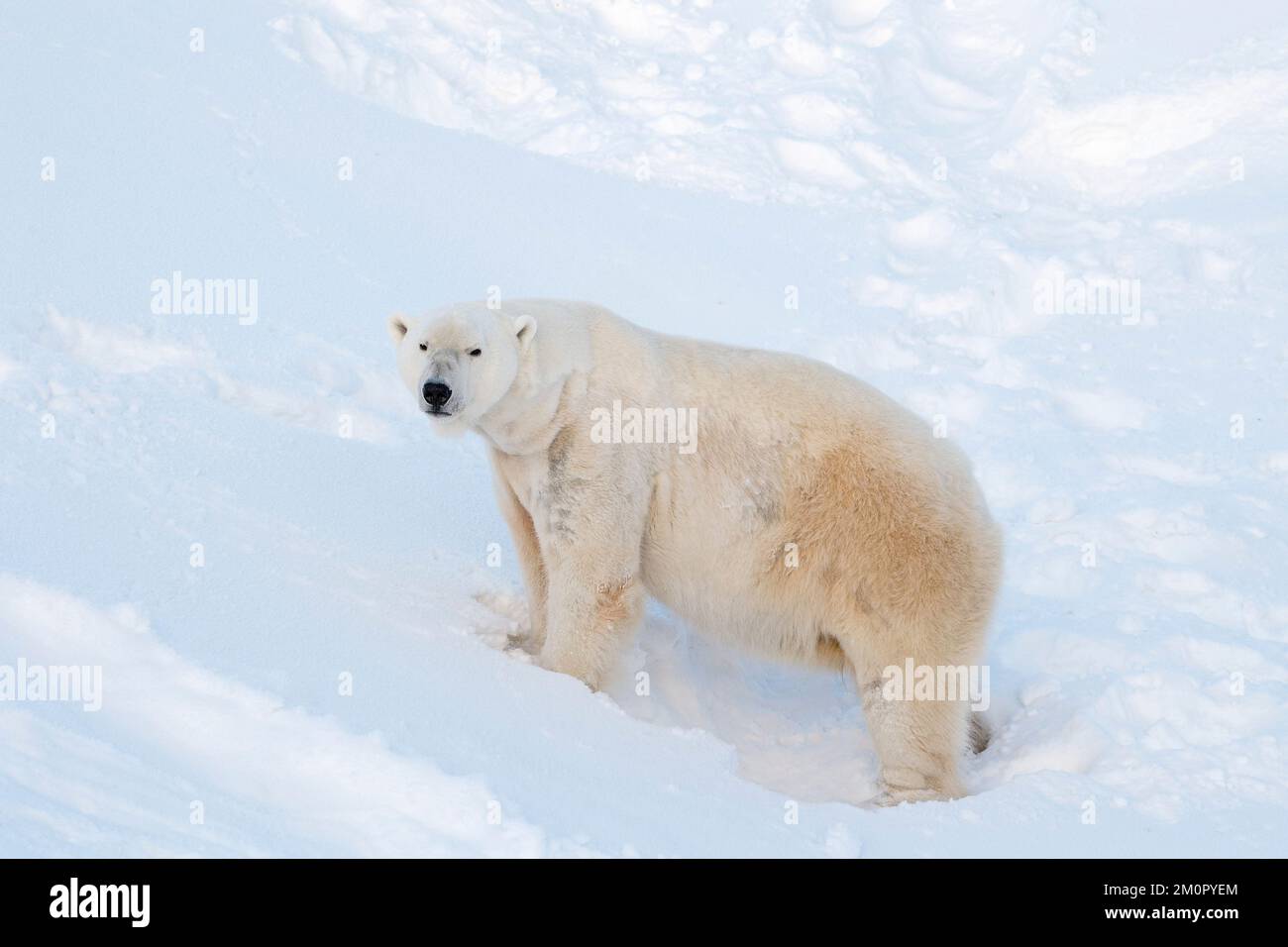 Mammal. Polar Bear Stock Photo