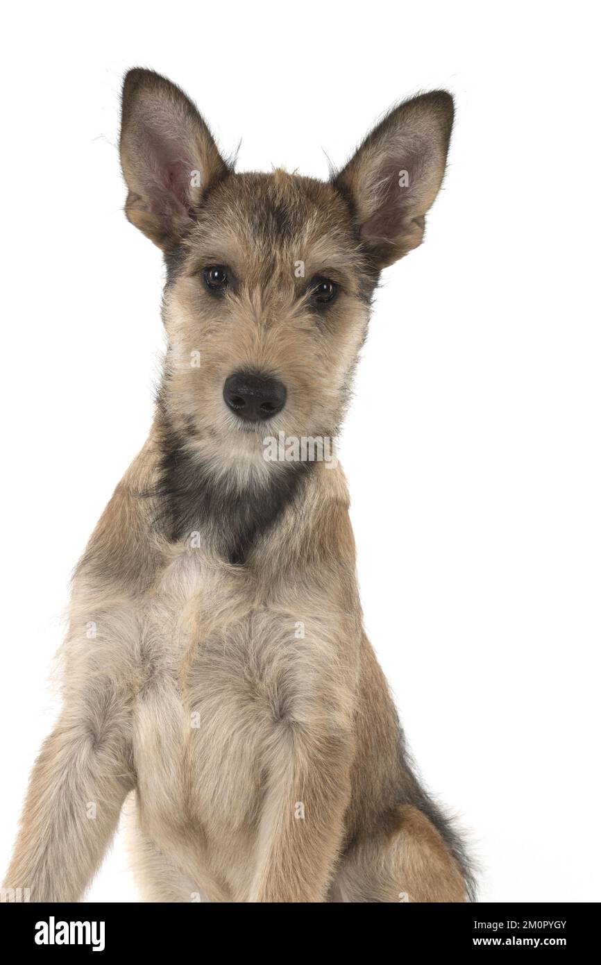 DOG. Picardy sheepdog (Berger Picard , French ) Stock Photo