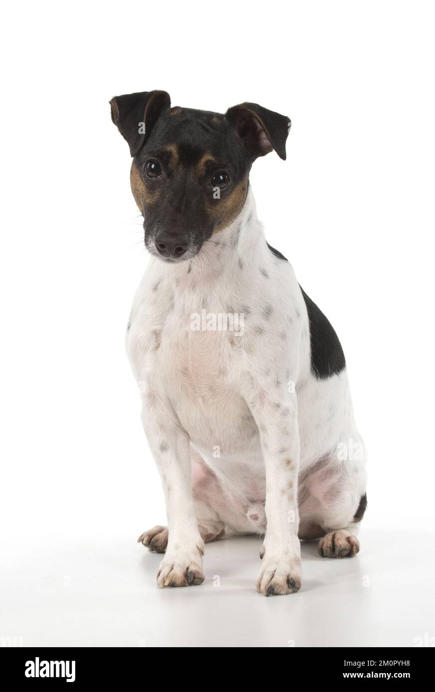 DOG. Jack Russell Terrier, in a studio. Stock Photo
