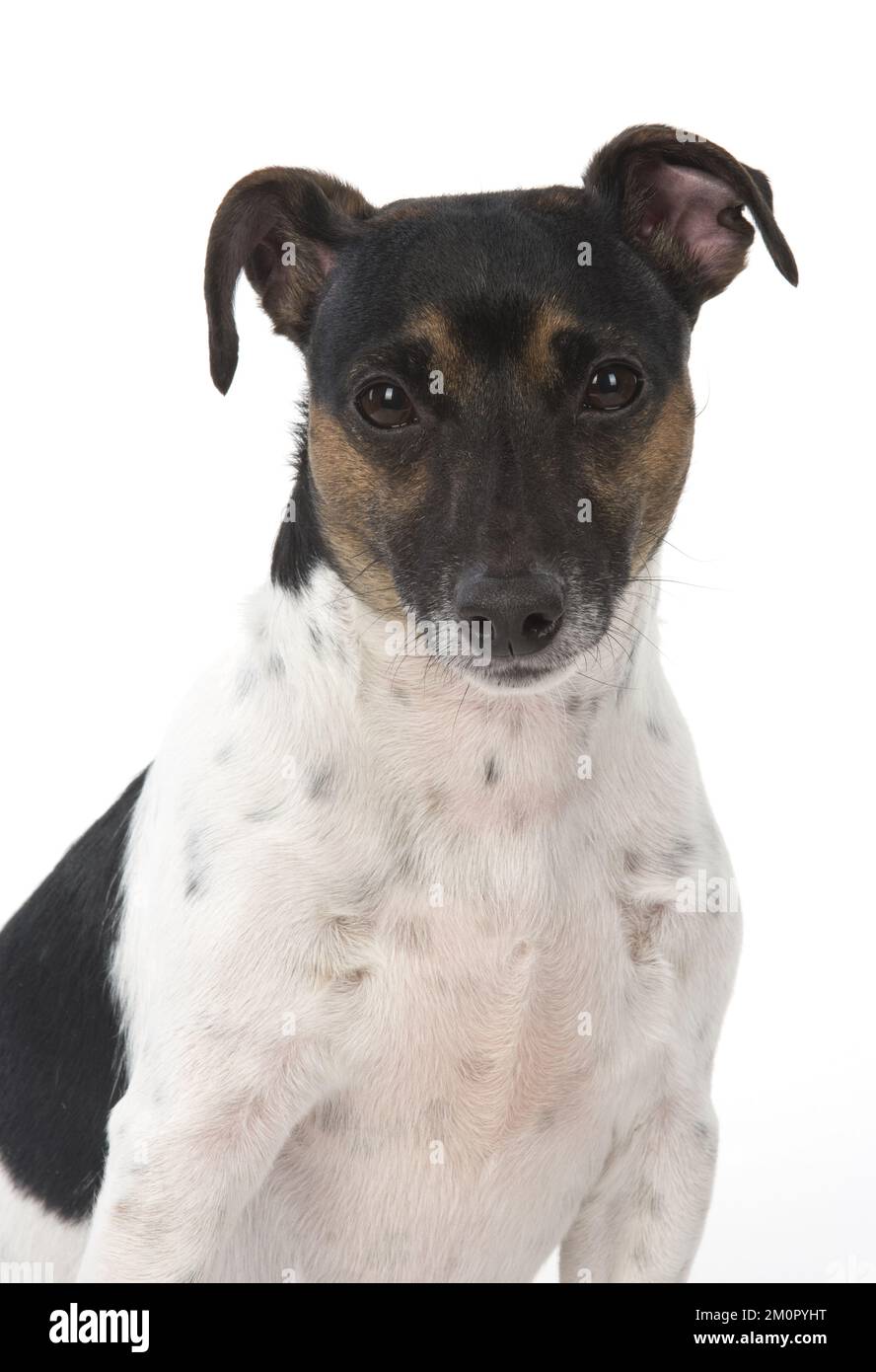 DOG. Jack Russell Terrier, in a studio. Stock Photo