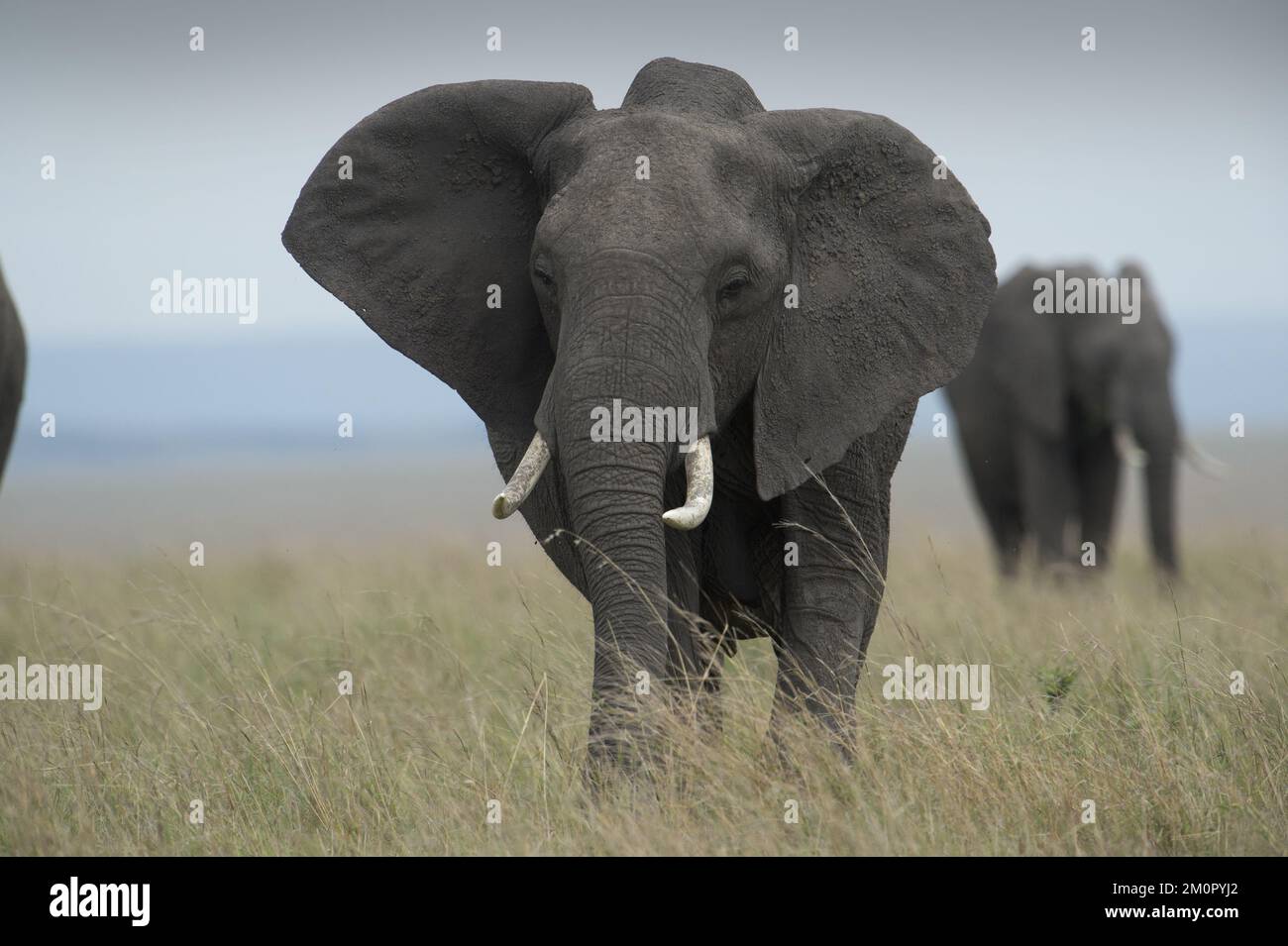 Mammal. African Elephant, Massi mara, Kenya. Stock Photo