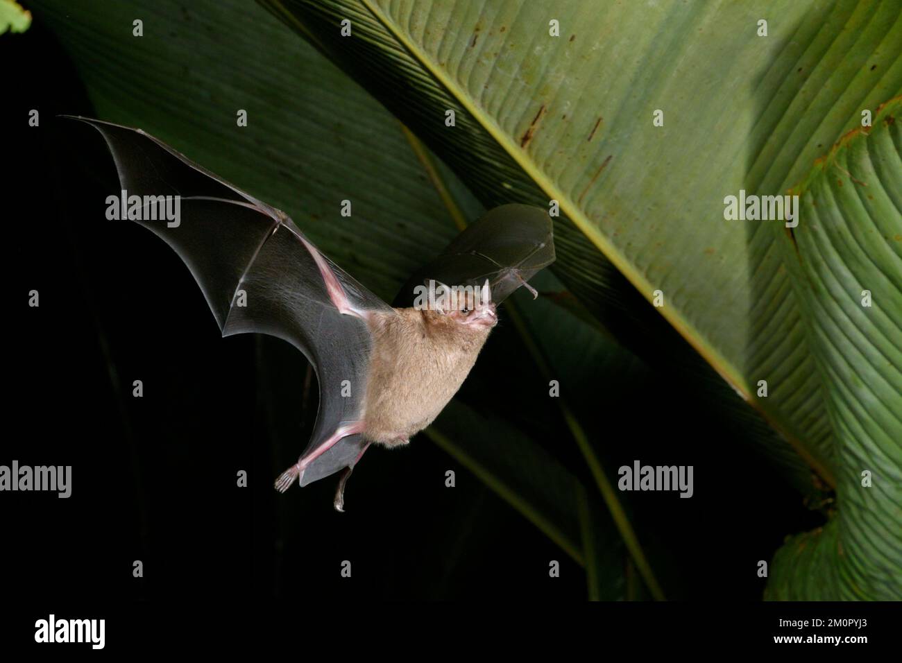 Seba's short-tailed bat (Carollia perspicillata) flying at night under heliconia leaves, Puntarenas, Costa Rica. Stock Photo