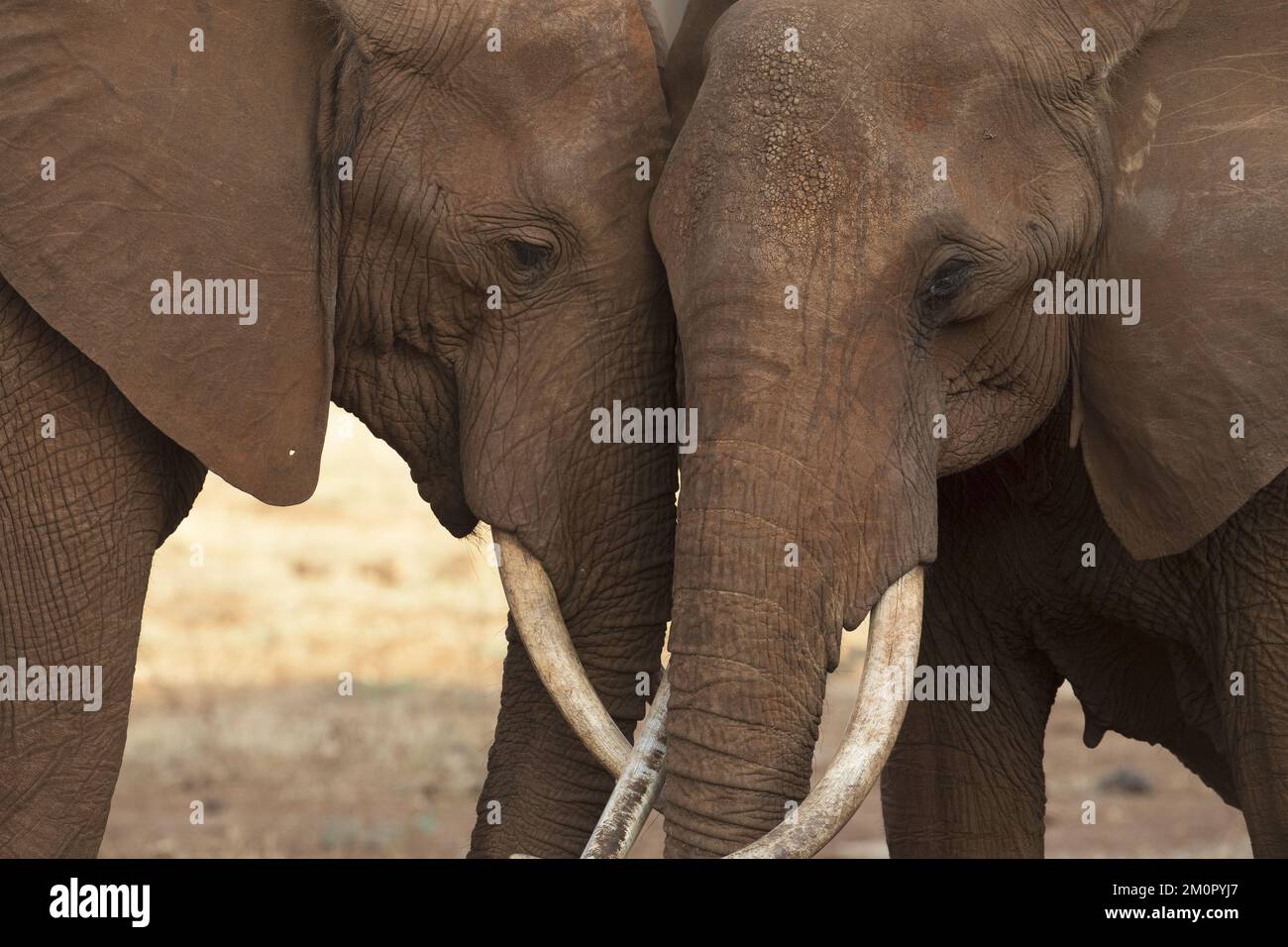 Mammal. African Elephant, Tsavo, Kenya. Stock Photo