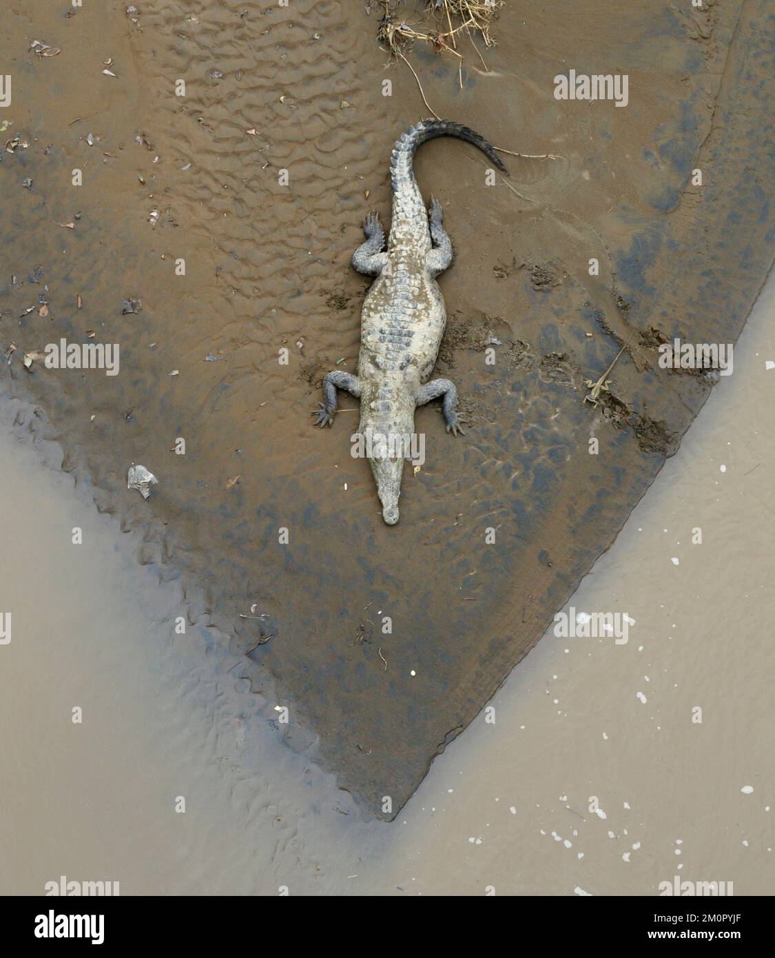American Crocodile (Crocodylus acutus) on the island in Tarcoles RIver, and Bsailisk on its footprints. Jaco, Puntarenas, Costa Rica. Stock Photo
