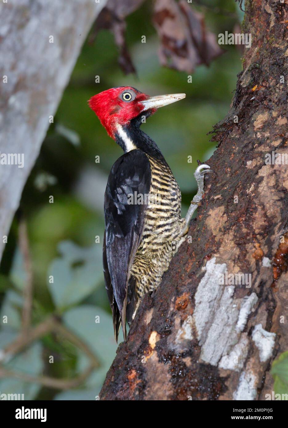 Pale-billed woodpecker (Campephilus guatemalensis) in rainforest, Puntarenas, Costa Rica. Stock Photo