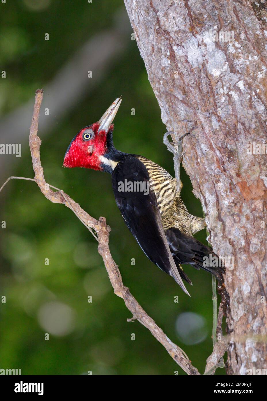 Pale-billed woodpecker (Campephilus guatemalensis) in rainforest, Puntarenas, Costa Rica. Stock Photo