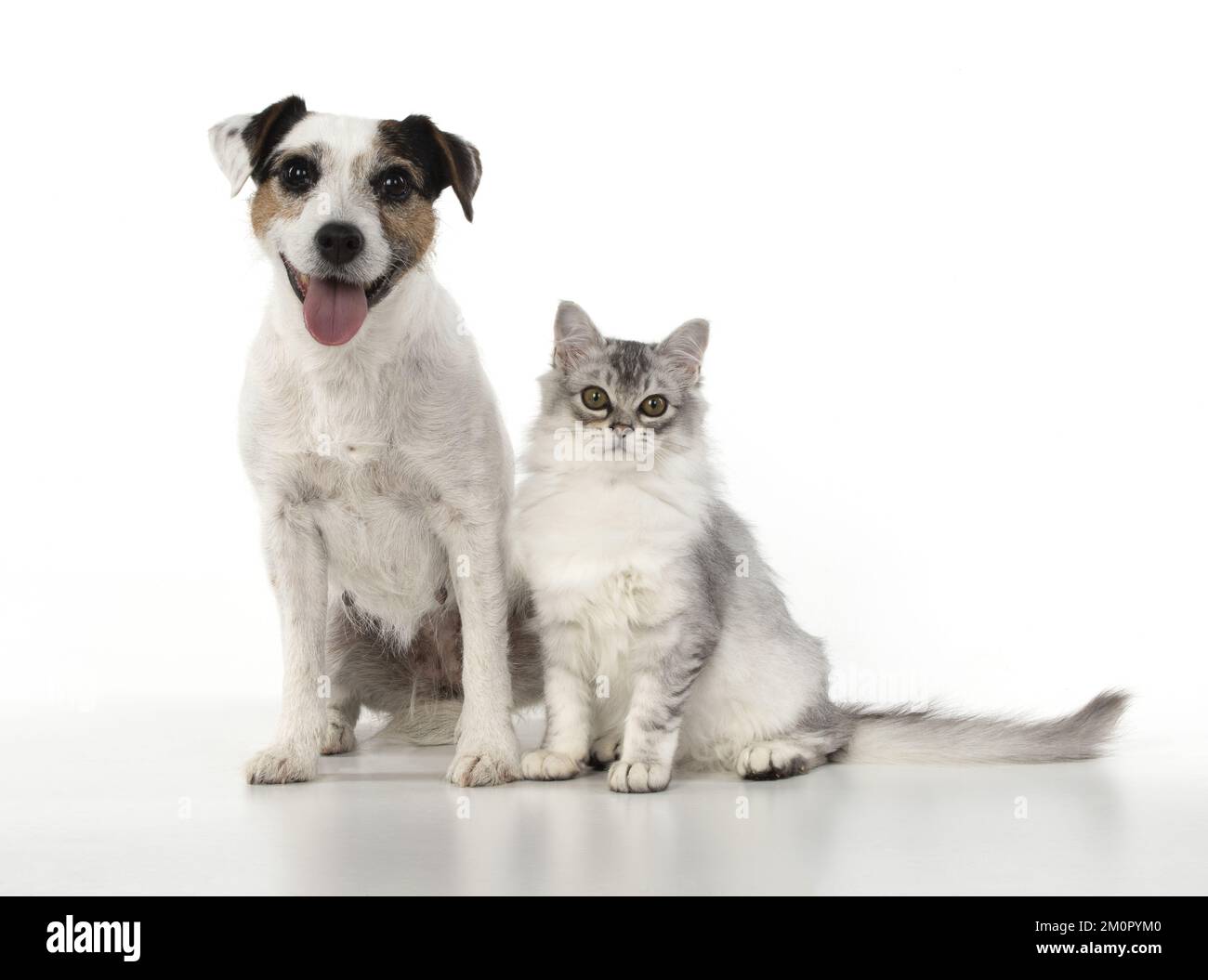 DOG. Parson Jack Russell with silver Tiffanie cat. Stock Photo
