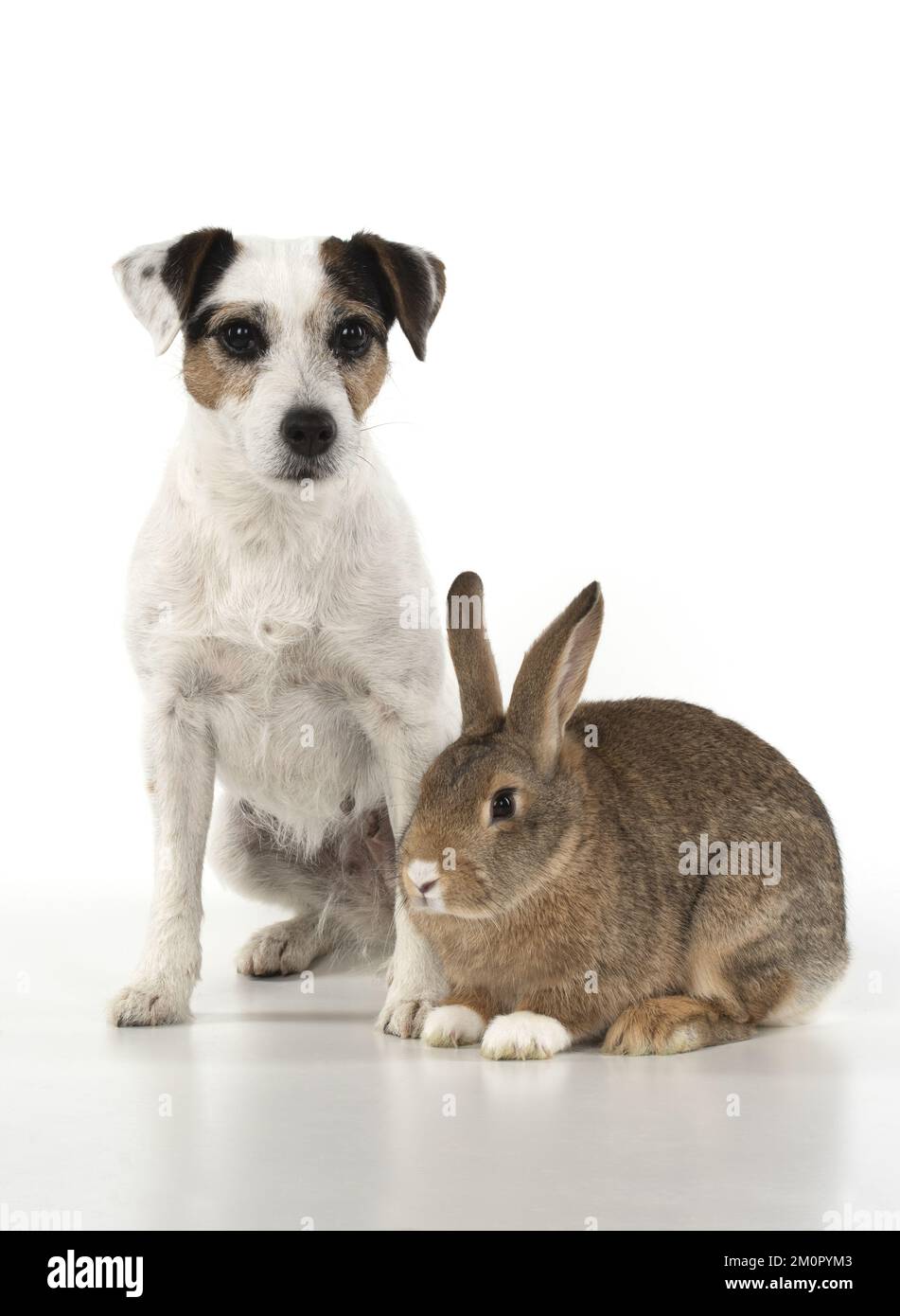 DOG. Parson Jack Russell with agouti rabbit Stock Photo - Alamy