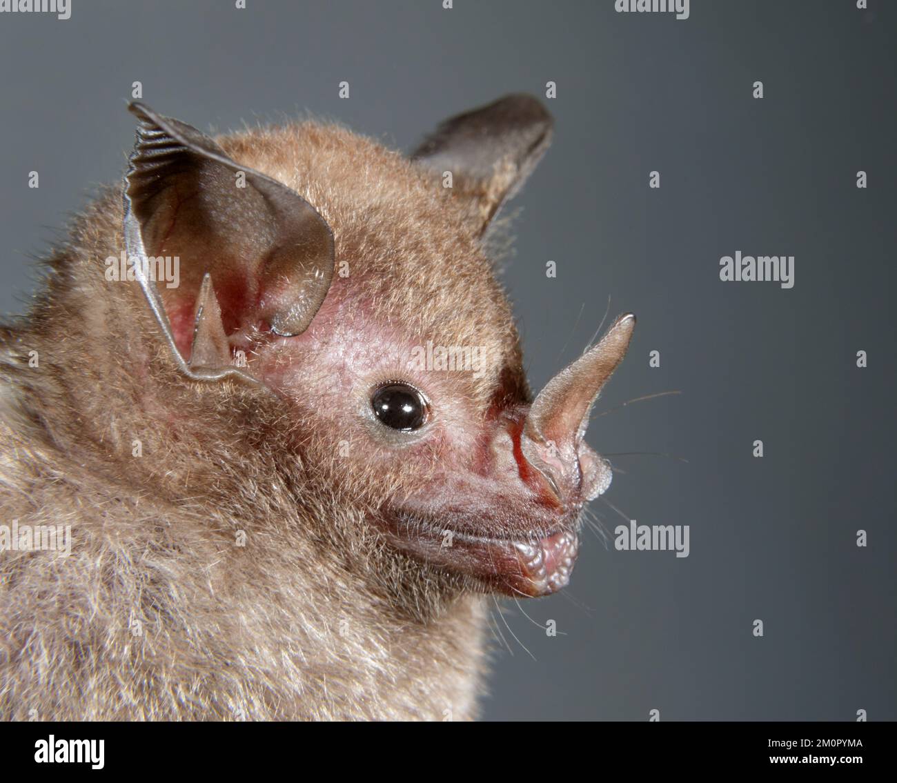 Seba's short-tailed bat (Carollia perspicillata) portrait, Puntarenas, Costa Rica. Stock Photo