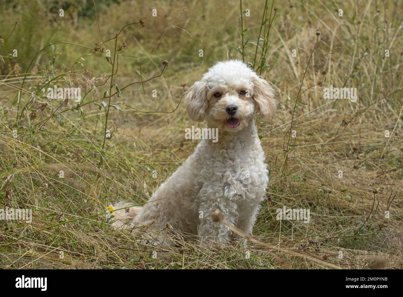 White cavapoo hi-res stock photography and images - Alamy