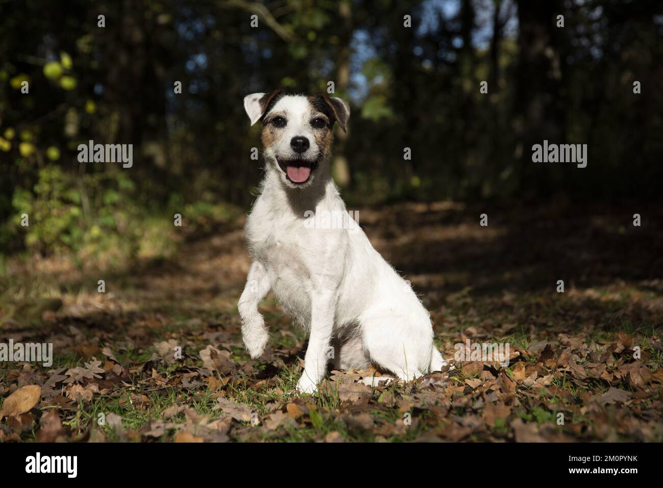 DOG, Parson Jack Russell in autumn leaves Stock Photo