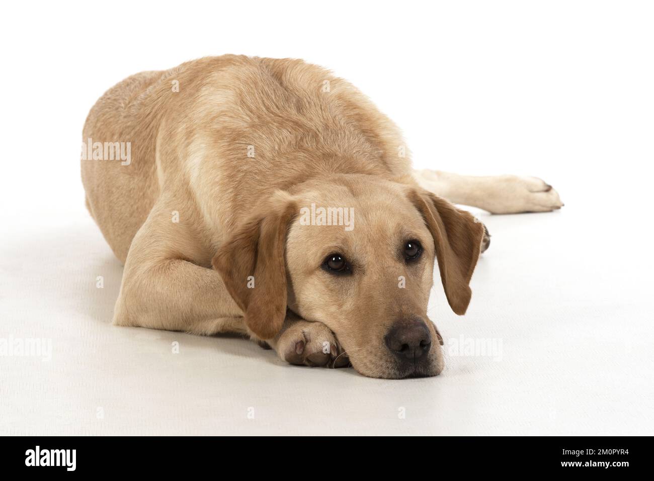 DOG. Labardor, on white, studio. Stock Photo