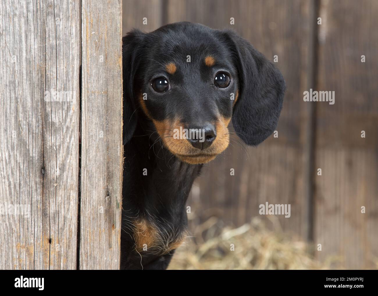 DOG. Dachshund puppy ( 9 weeks old ) looking around.... Stock Photo