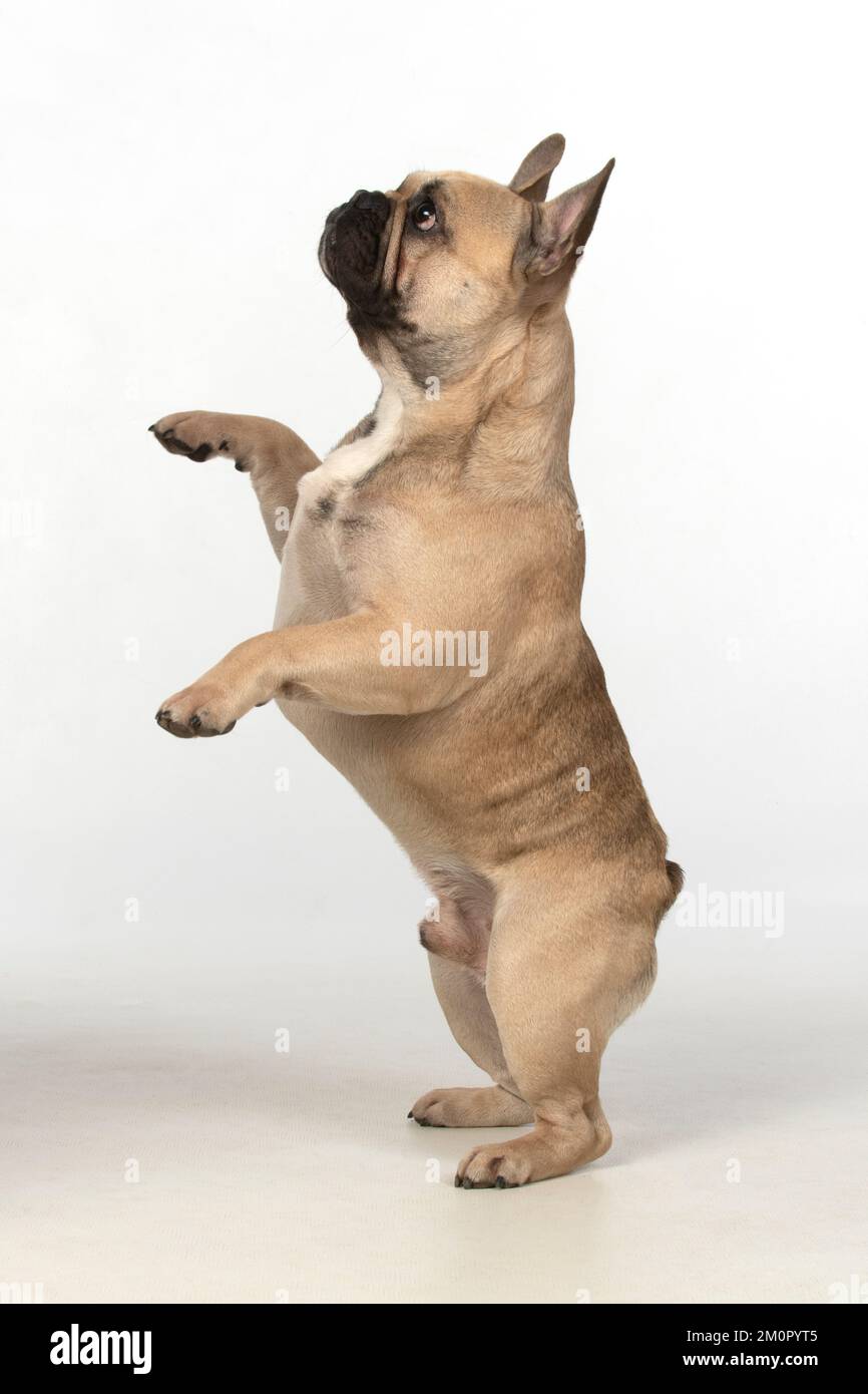DOG. French bulldog, standing up on back legs Stock Photo