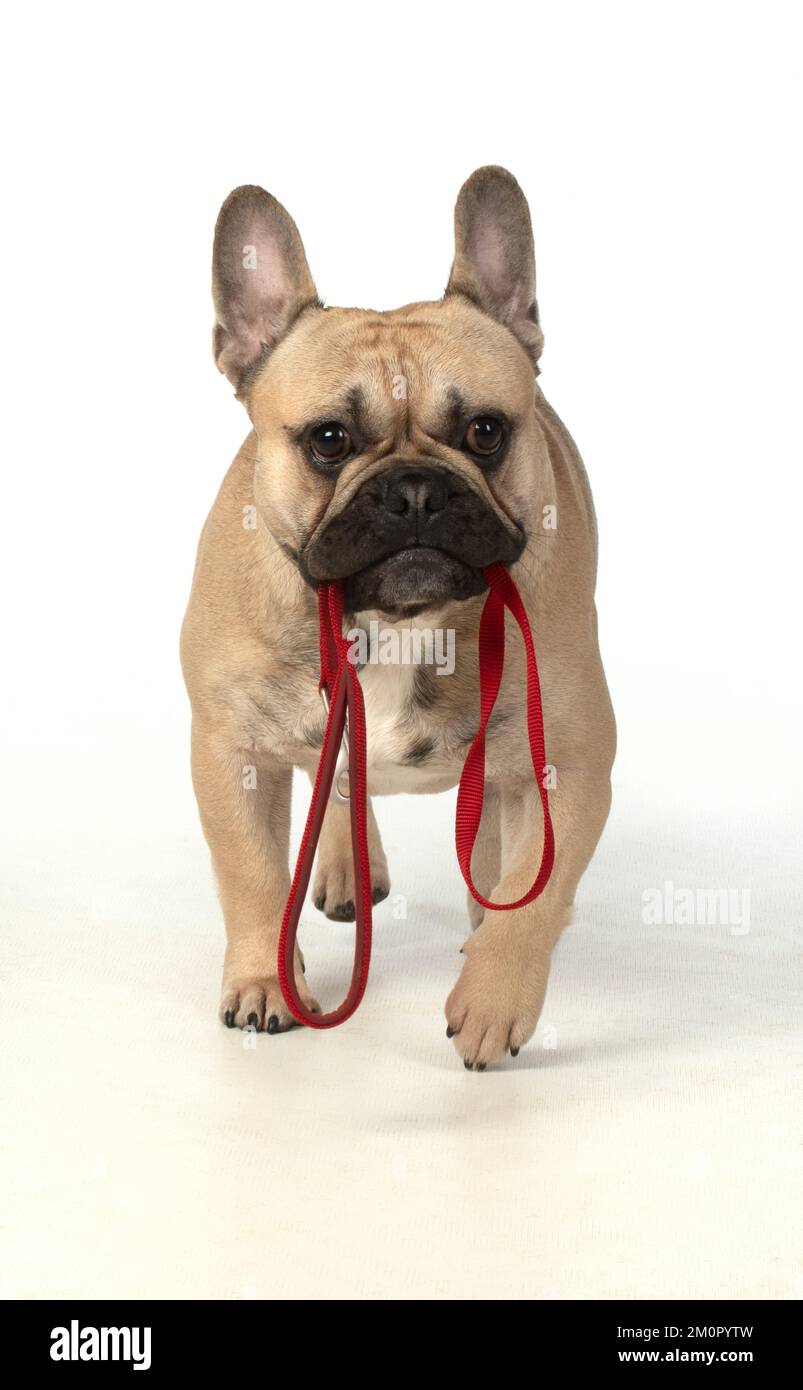 French Bulldog in the Studio Stock Photo