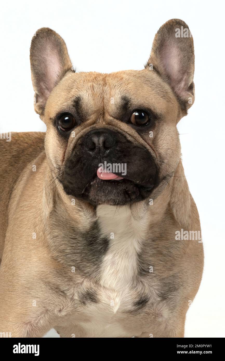 French Bulldog in the Studio Stock Photo