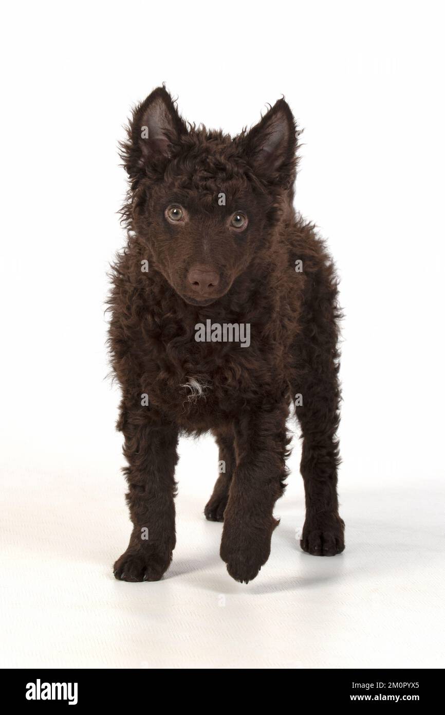 DOG. Hungarian Mudi, puppy, studo Stock Photo