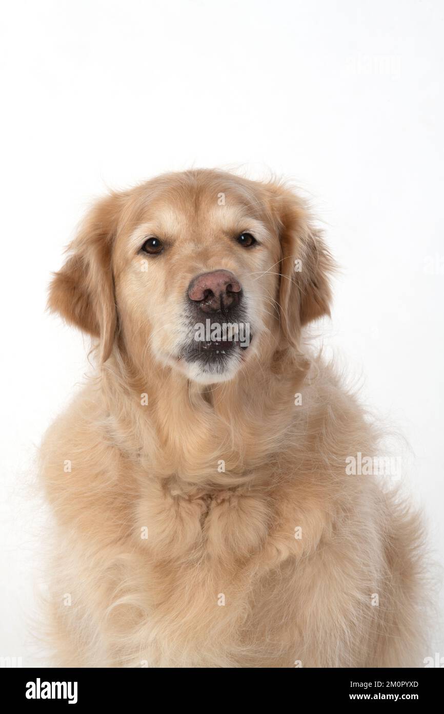 DOG. Golden Retriever, sitting head & shoulders Stock Photo Alamy