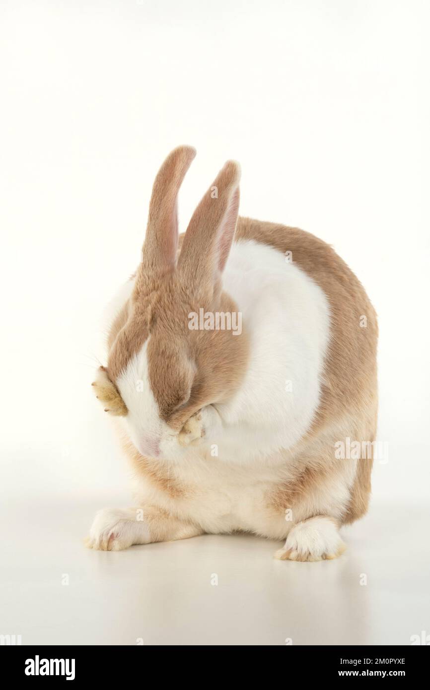 RABBIT, Dutch rabbit, sitting, washing, paws on Stock Photo