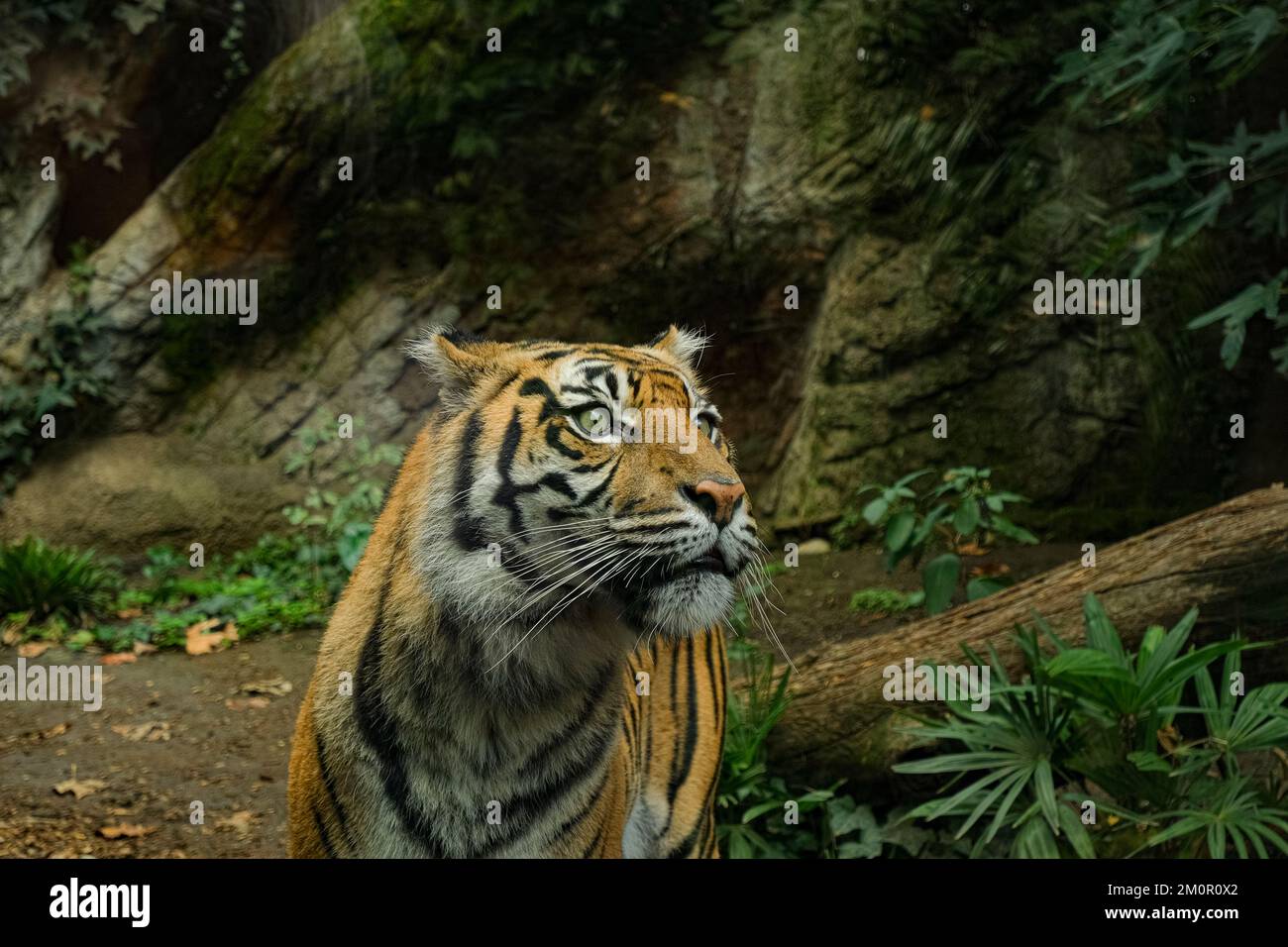 Close up view of striped African Tiger in wild ecosystem,Wildlife feline animals Stock Photo