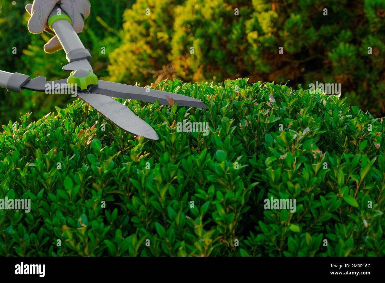 pruning boxwood with garden shears.Shearing and shaping boxwood. Tool